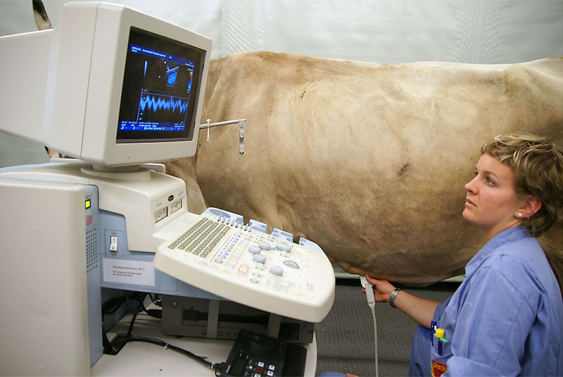 Eine Frau steht neben einer Kuh. Vor ihr steht eine Art Computer (Bildschirm und eine spezielle Tastatur). Sie führt an der Eutervene, welche sich am Bauch der Kuh befindet, einen Ultraschalluntersuch durch.