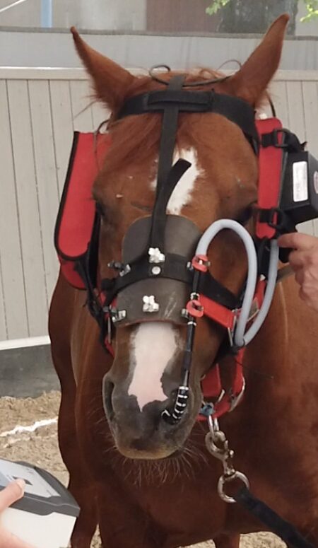 Ein Pferd wird auf eine Overgroundendoskopie vorbereitet. Das Endoskop wird in den Nasengang eingeführt und mittels eines speziellen Halfters befestigt.