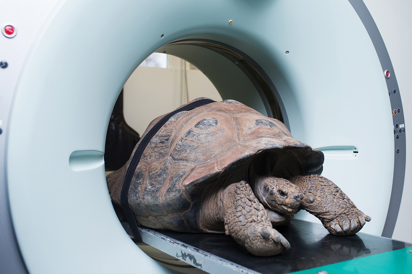 Riesenschildkröte bei einer CT-Untersuchung