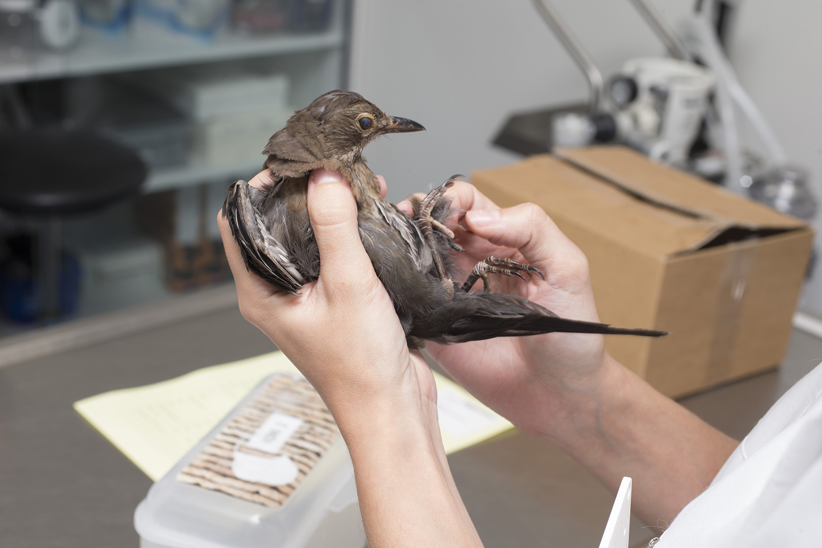 Vogelmedizin: Es werden jegliche Erkrankungen bei Wellensittichen, Papageien, Amazonen, Kakadus, Kanarienvögeln und anderen Ziervögeln sowie bei von Falknern gehaltenen Greifvögeln behandelt.