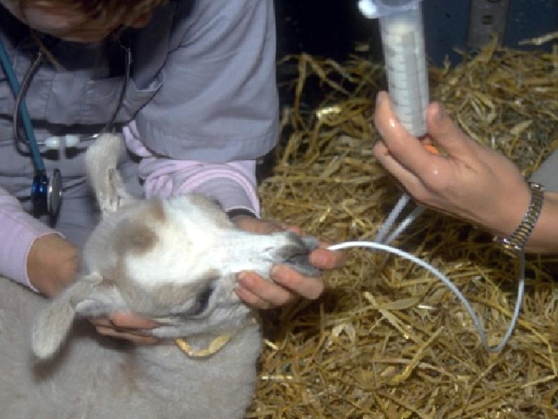 Ein Schaf wird von zwei Tierärztinnen gefüttert. Mittels einer Spritze wird dem Jungtier eine weisse Flüssigkeit über einen Schlauch in den Mund gespritzt.