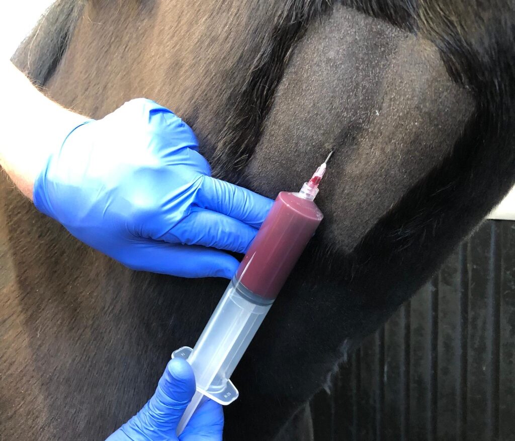 Sterile Blutentnahme für die Herstellung von Platelet rich Plasma am Hals eines braunen Pferdes.