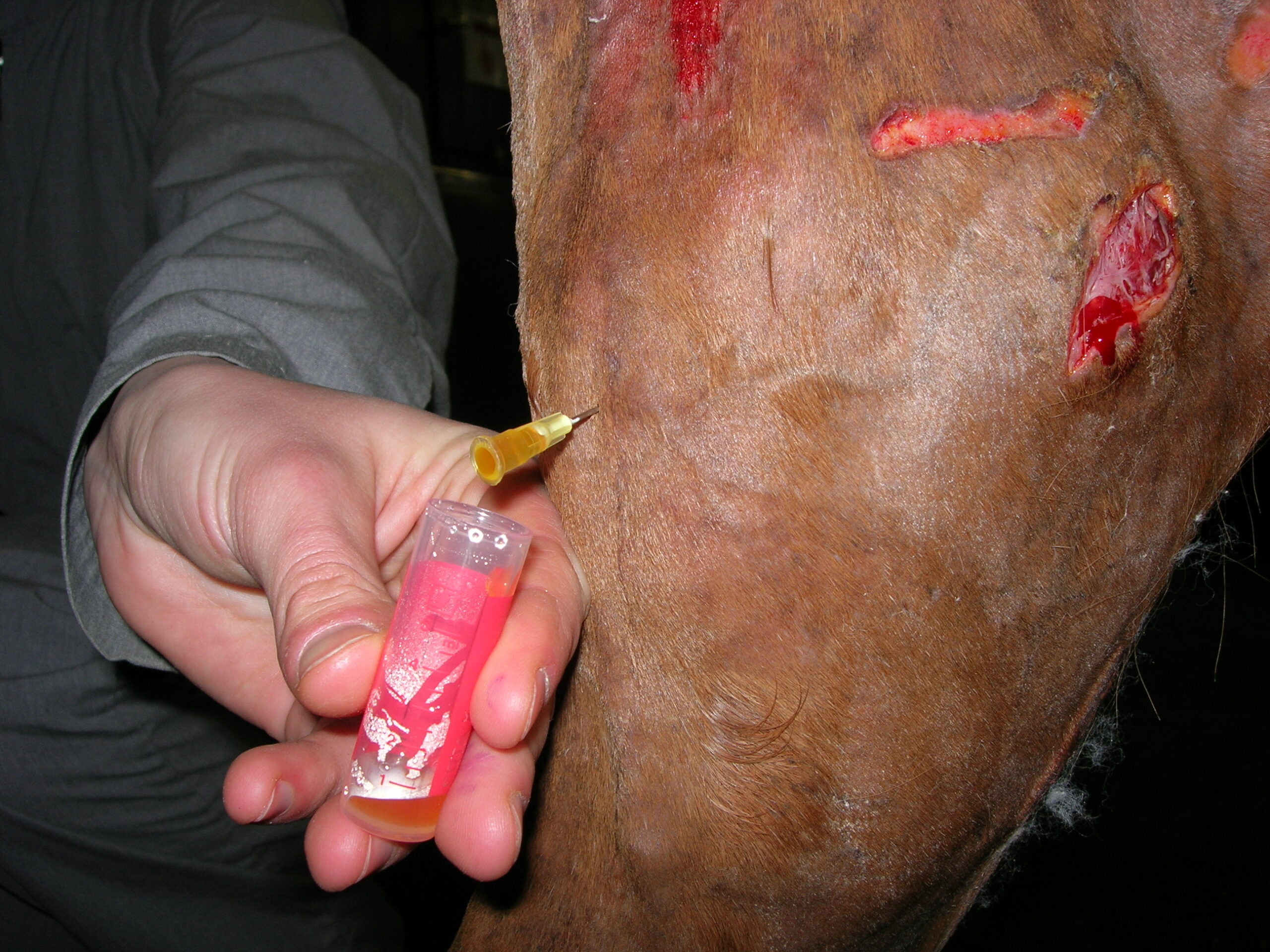 Durchführung einer Gelenkspunktion beim Pferd