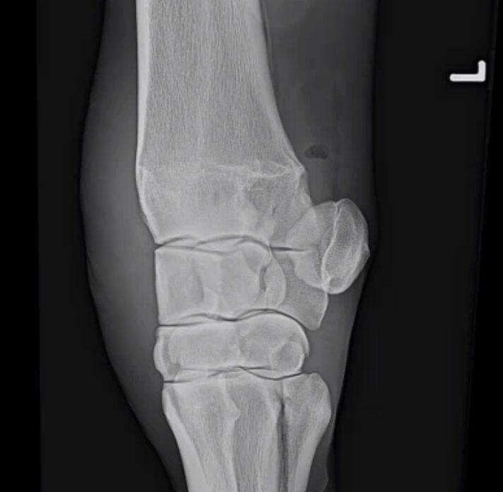 Röntgenbild eines Pferdes mit einer Stichverletzung im Bereich des Carpus.