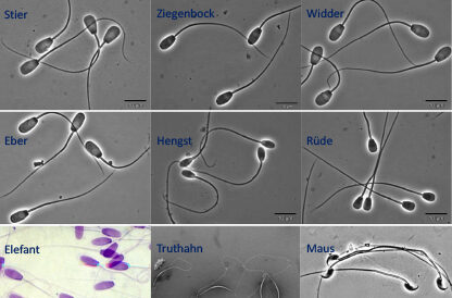 Spermien von verschiedenen Tierarten, Vergrösserung ca. 1000x.