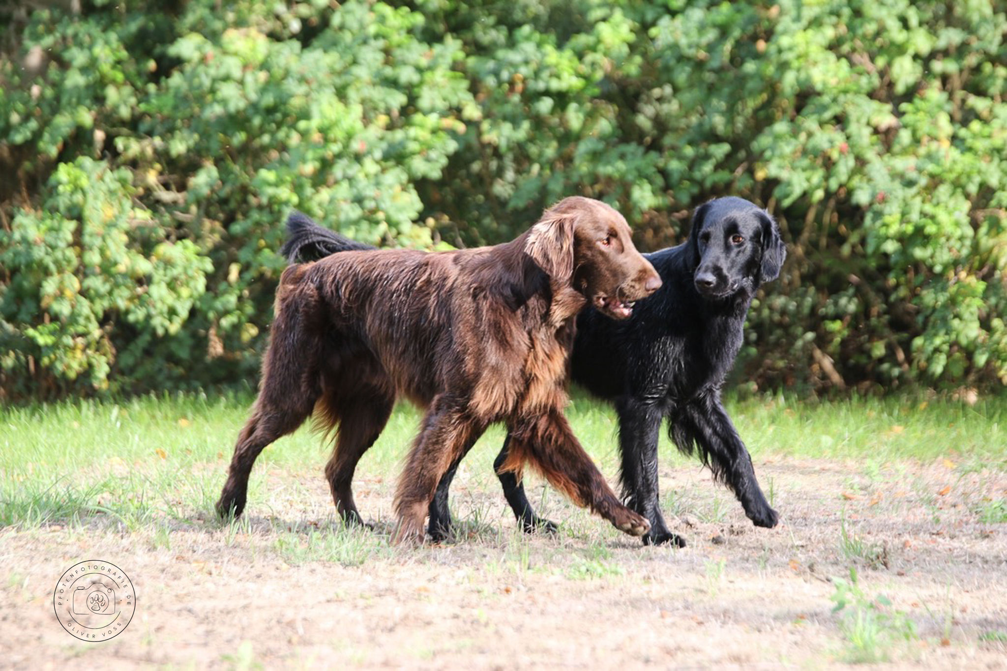 Zwei Flat Coated Retriever Hunde laufen nebeneinander