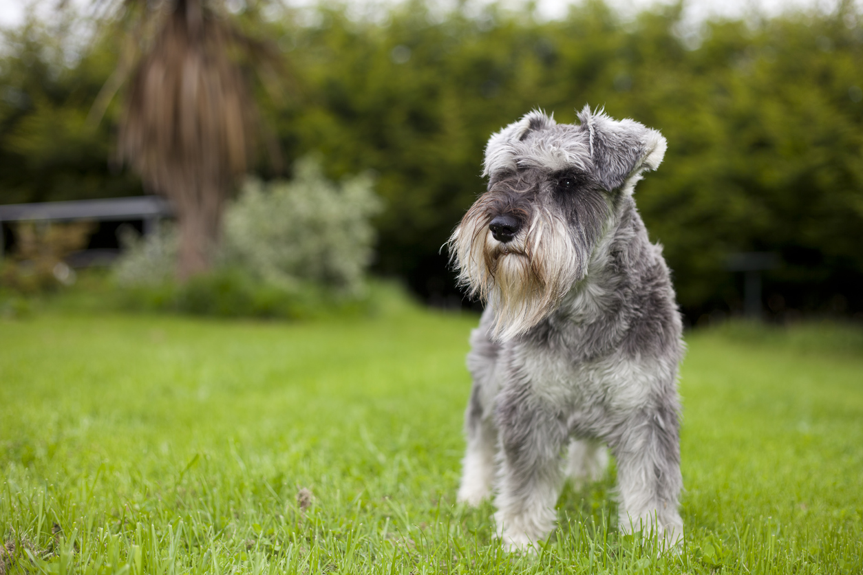 Ein Miniatur-Schnauzer steht auf einer Wiese in einem Garten