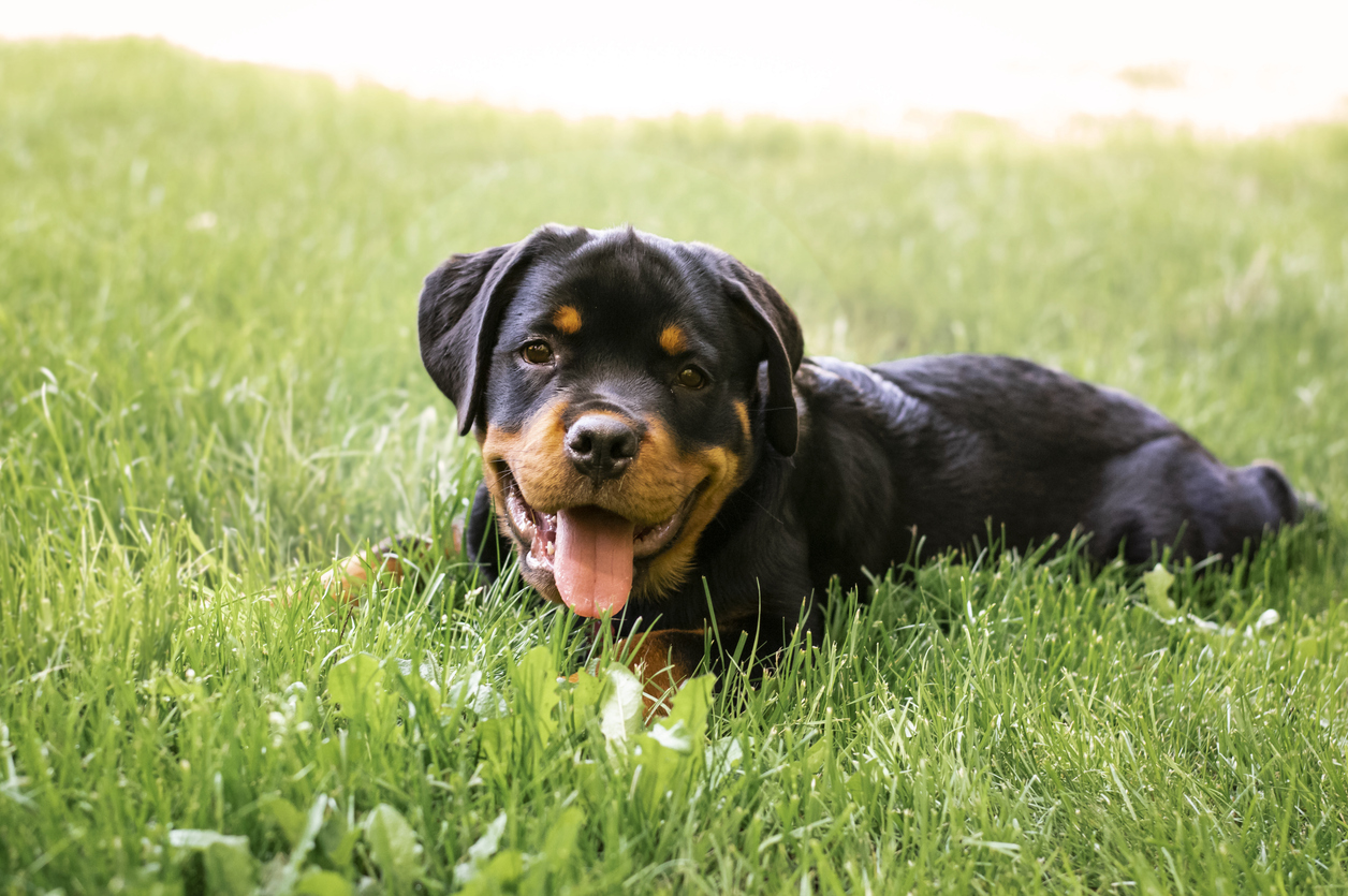 Junger Rottweiler Hund liegt im Gras