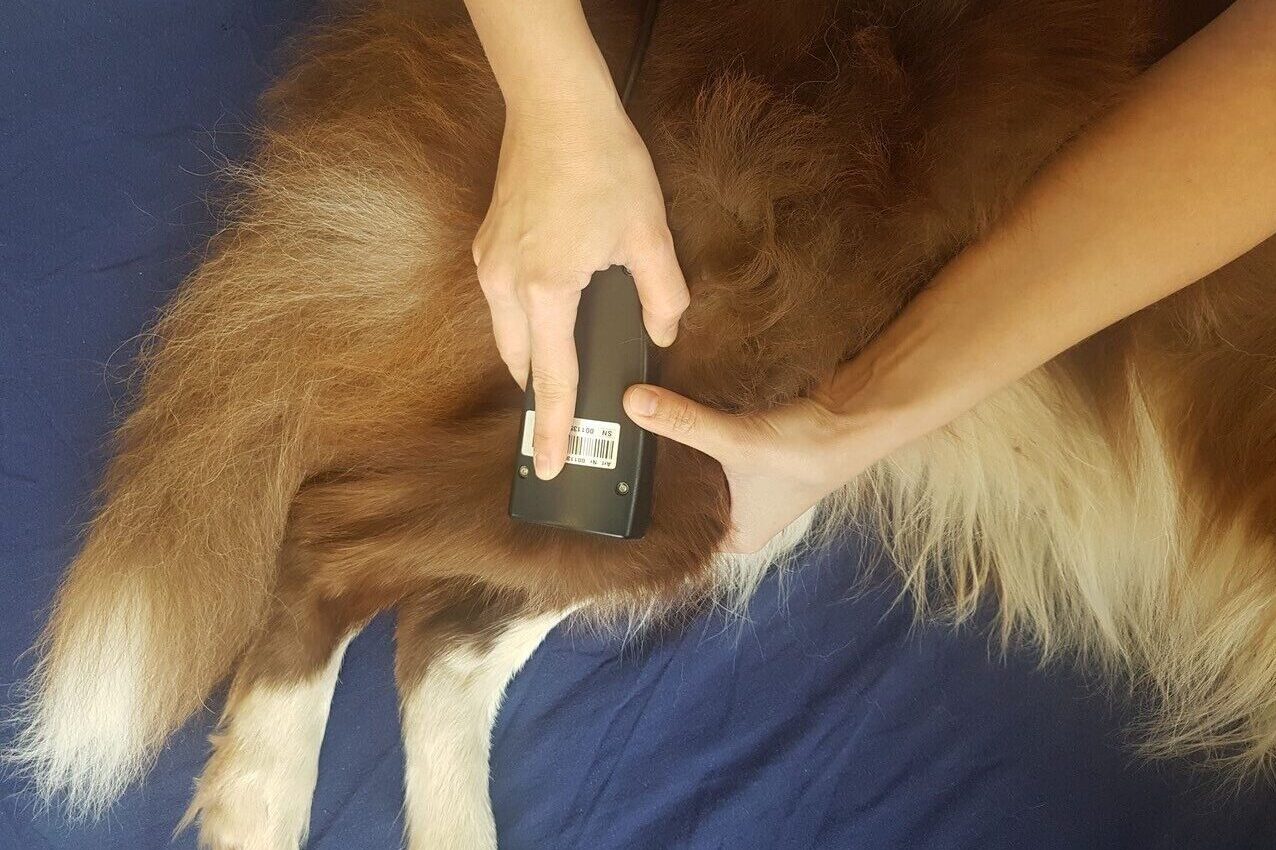 Zwei Hände halten ein Therapiegerät und setzen eine Laserbehandlung an der Hintergliedmasse eines liegenden Hundes auf einer Unterlage durch.