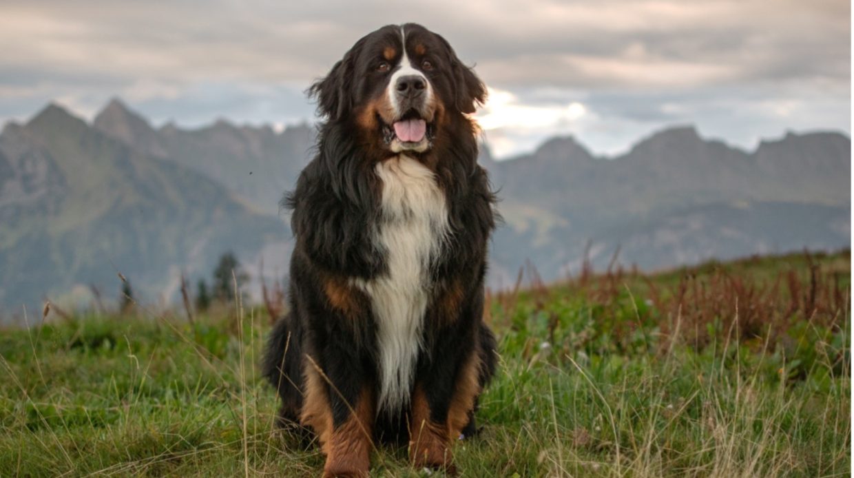 Berner Sennenhund sitzt auf Wiese vor einer Bergkulisse