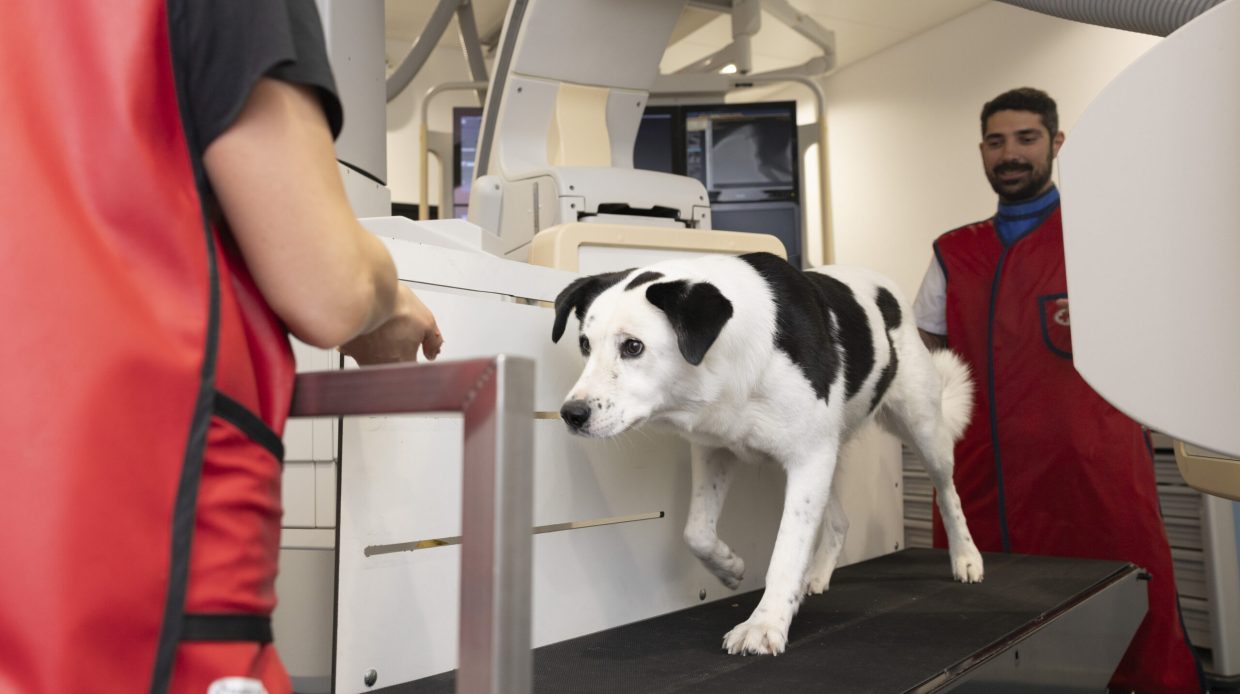 Nachgestellte Szehnen von der Arbeit der Laufbandstudie der Kleintierchirurgie am Universitären Tierspital der Vetsuisse-Fakultät der Universität Zürich. Die Bilder wurden im Auftrag von Antonio Pozzi erstellt, für eine gemeinsame Publikation "Design for all species" mit der Hongik University in Südkorea unter der Leitung von Prof. Yeori Bae und Prof. Gillian.

https://www.art-science.uzh.ch/de/ausstellungen/Design-For-All-Species.html