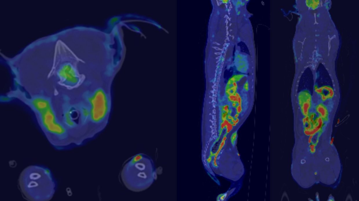 So sieht ein PET Scan bei einem Hund aus.
