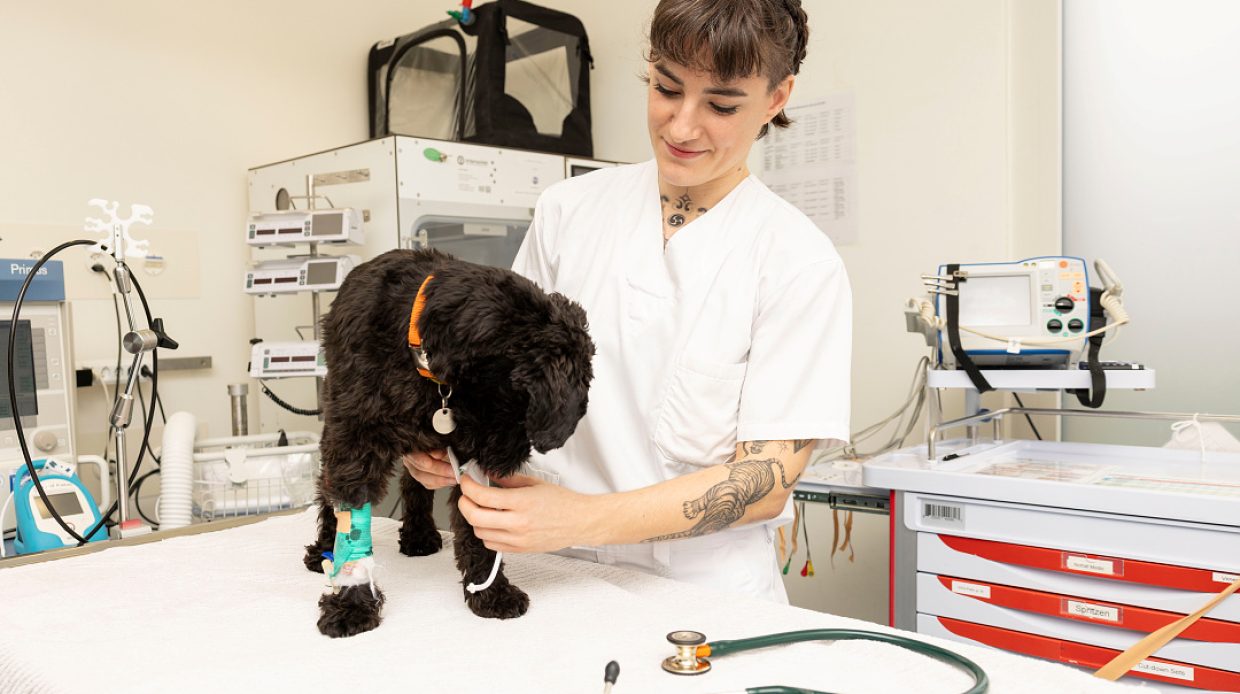 Actionportrait von Yaiza Herrero, Oberärztin in der Nofall der Kleinterklinik des Universitären Tierspitals der Vetsuisse-Fakultät der Universität Zürich