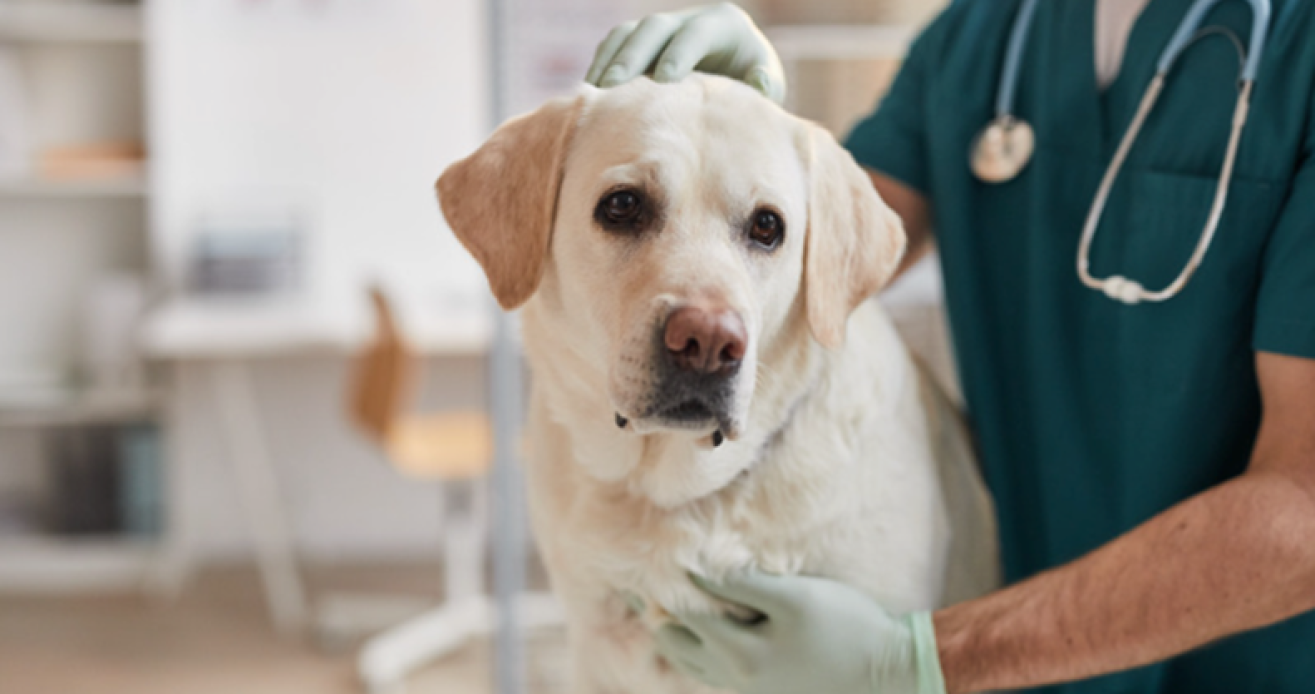 UTZ_Hund_Schmerztherapie UTZ_Hund_Schmerztherapie