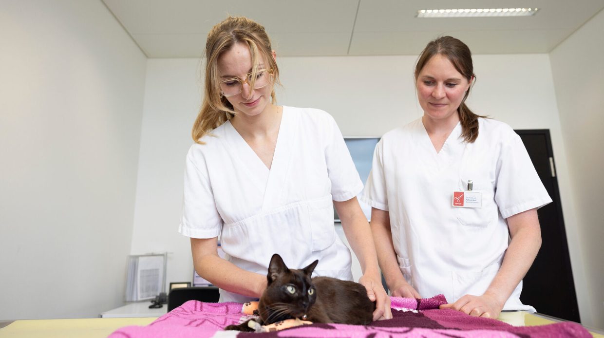 Actionportrait vom Team der Onko-Chirurgie in der Kleintierchirurgie des Universitären Tierspitals der Vetsuisse-Fakultät der Universität Zürich
