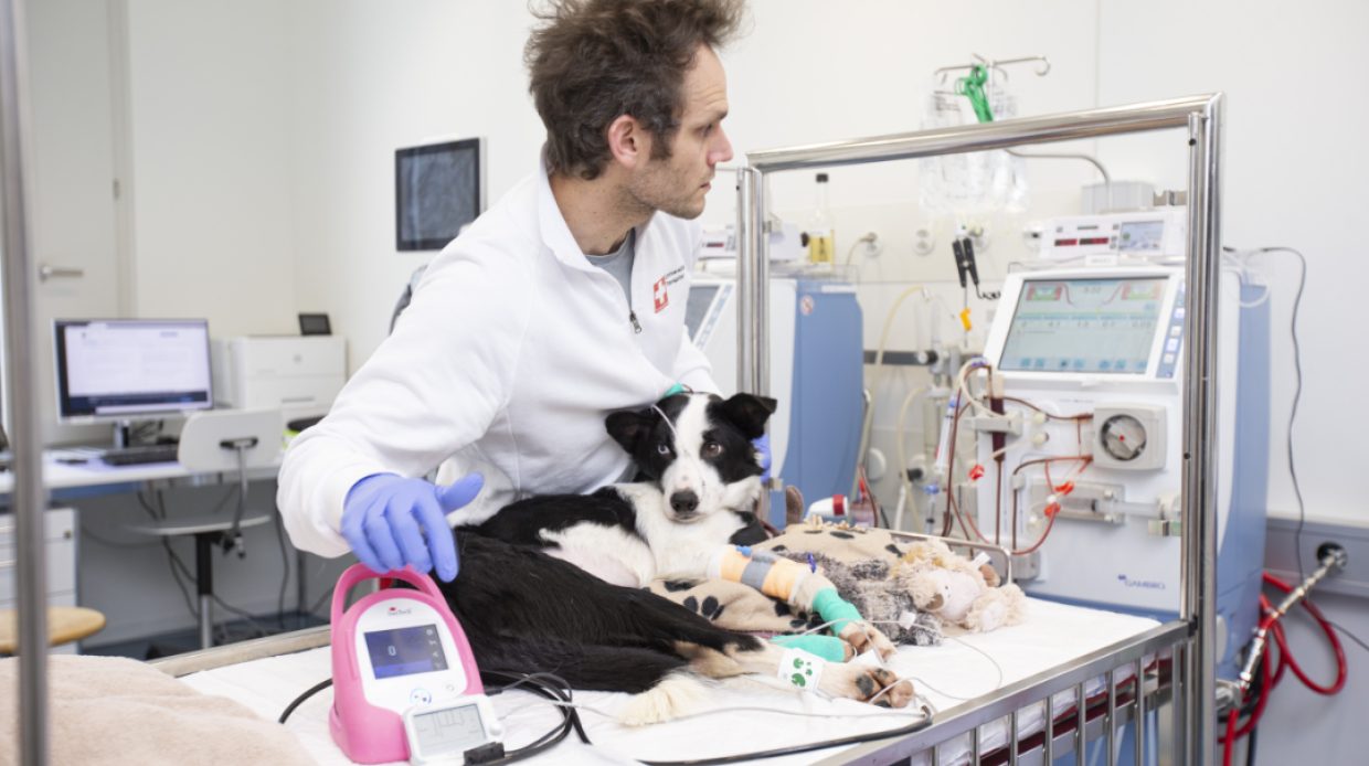 Dr. med. vet. Alessio Vigani | Universitäres Tierspital Zürich