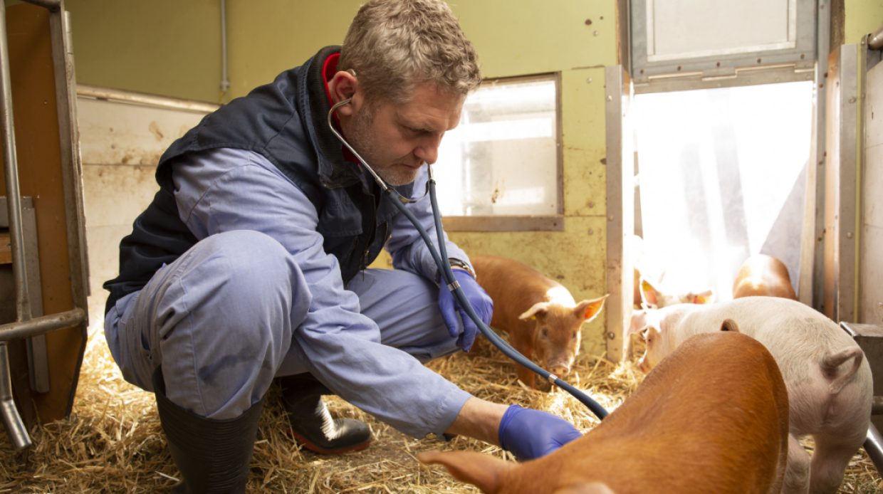 Actionportrait von Dolf Kümmerlen, Leiter der Schweinemedizin des Universitären Tierspitals der Vetsuisse-Fakultät der Universität Zürich