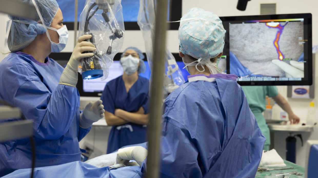 Impressionen von einer onkologisch bedingter Operation mit fluoreszierendem Farbstoff an einem Hund. Durchgeführt von Mirja Nolff und Lavinia Elena Chiti im Rahmen einer Studie am Universitären Tierspital der Vetsuisse-Fakultät der Universität Zürich