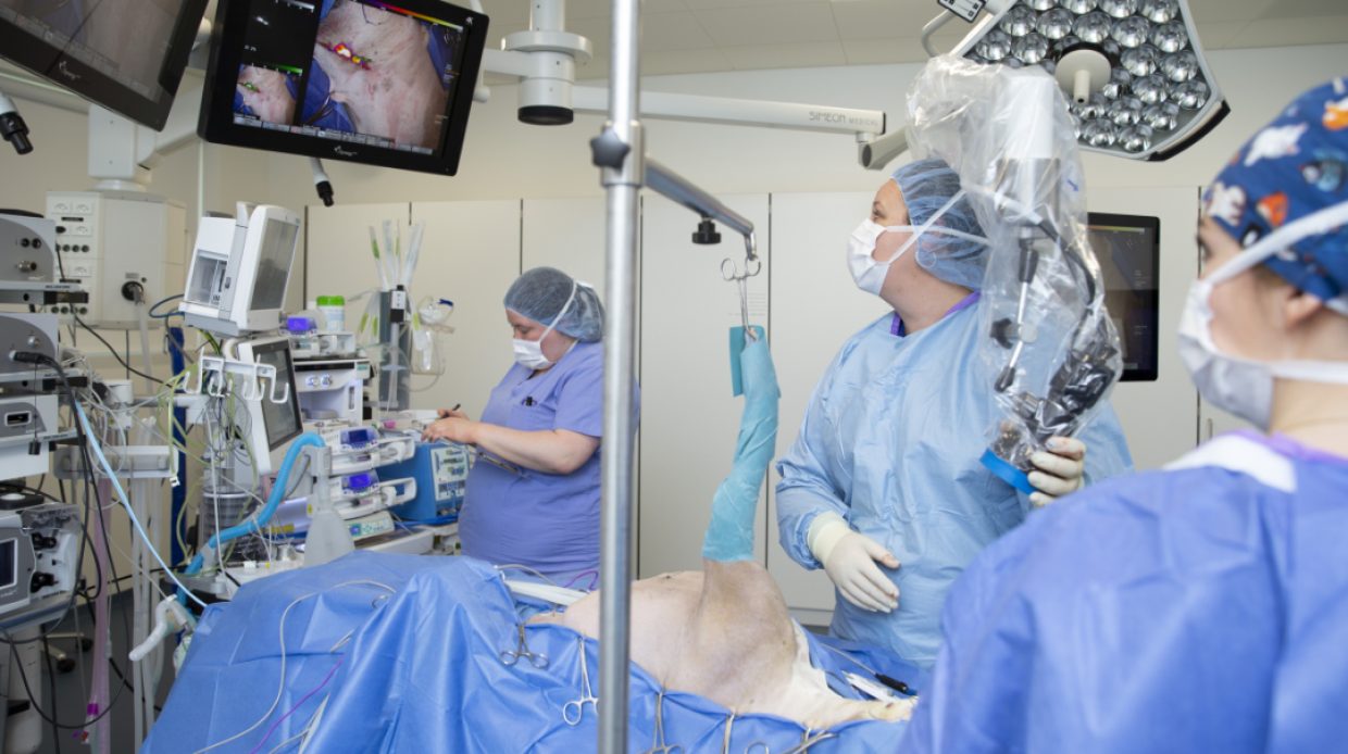 Actionportrait von Mirja Nolff, Oberärztin in der Chirurgie der Kleintierklinik des Universitären Tierspitals der Vetsuisse-Fakultät der Universität Zürich. Mirja Nolff führt eine Operation bei einem Patienten durch, der Weichteilkarzinome hat. Sie nutzt die von ihr neu entwickelten Methode der Nahinfarot-Lymphographie. 
https://issuu.com/uzhch/docs/ts_jahresbericht_2021/s/14994051