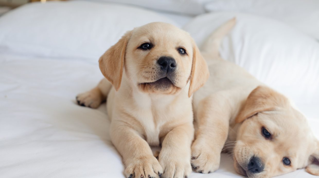 Group of Puppy Labrador Playing