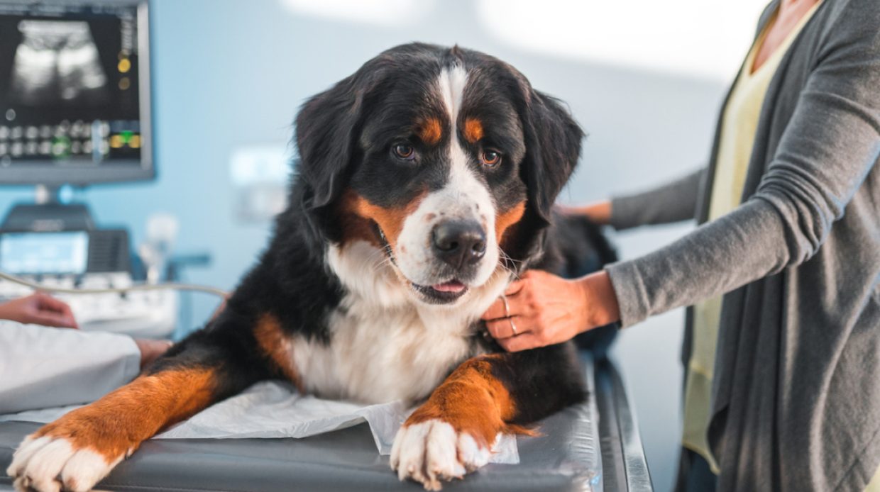 Adult Saint Bernard dog sitting on an examination table while on an ultrasound exam. Two mixed race people are on each side of the dog.