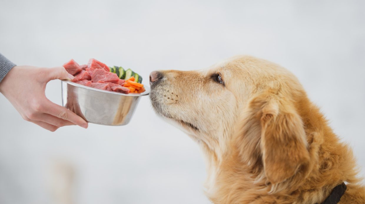 A super cute golden coloured dog is smelling a bowl of food that his owner is holding.