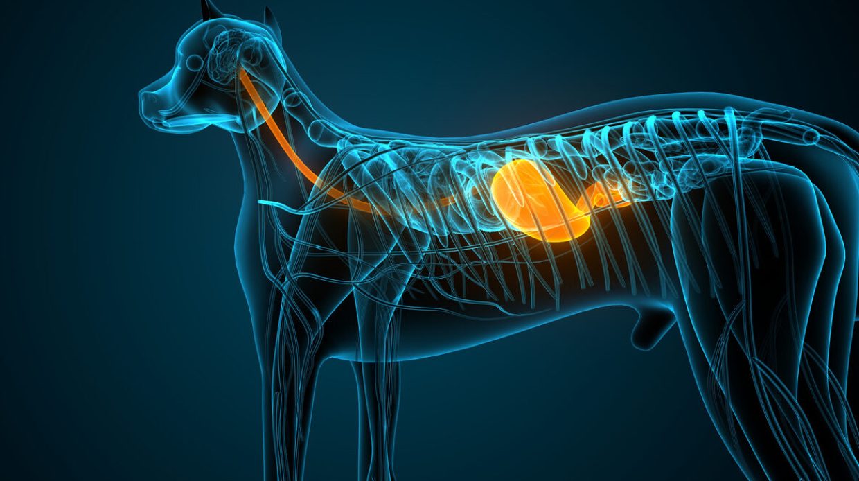 The esophagus is a long muscular tube in a dog’s body that carries food and water from the mouth to the stomach. It is an important part of the digestive system.