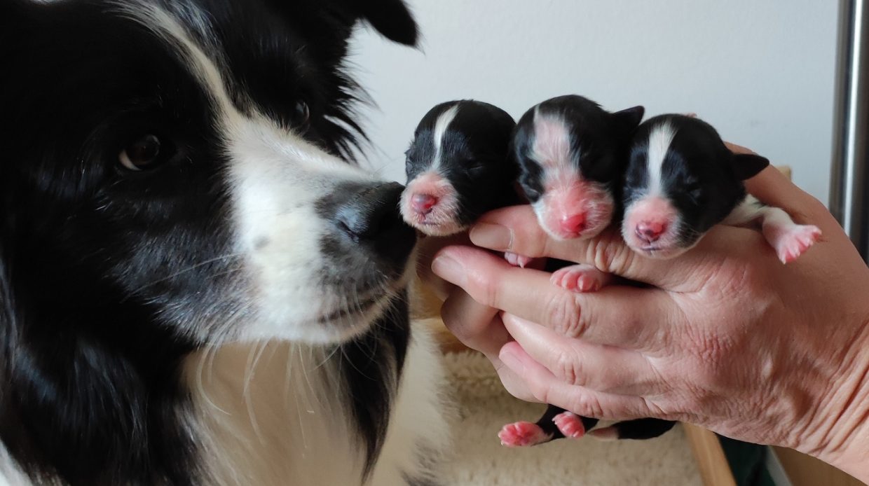 UTZ_KT_GrowingDogProject_Hund_Welpen