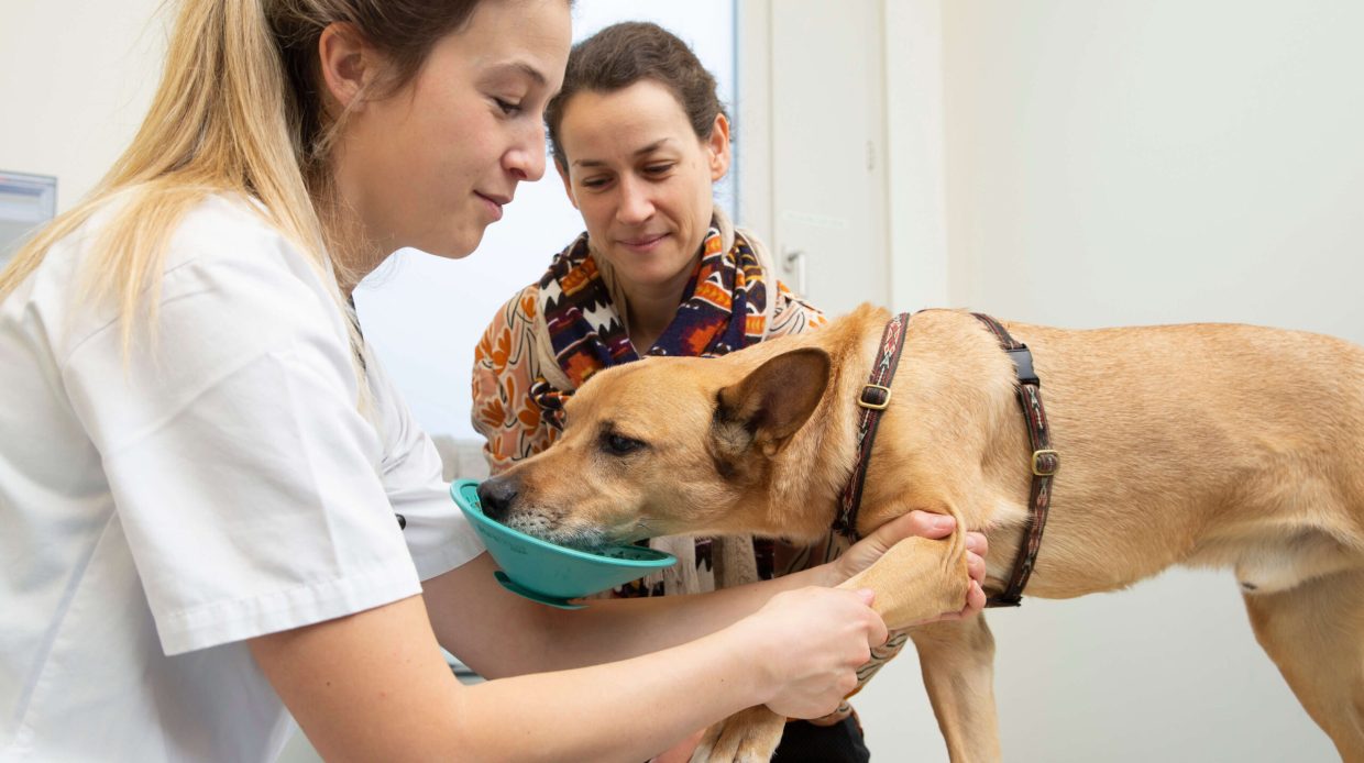 UTZ_KT_InnereMedizin_HappyVisits_Hund