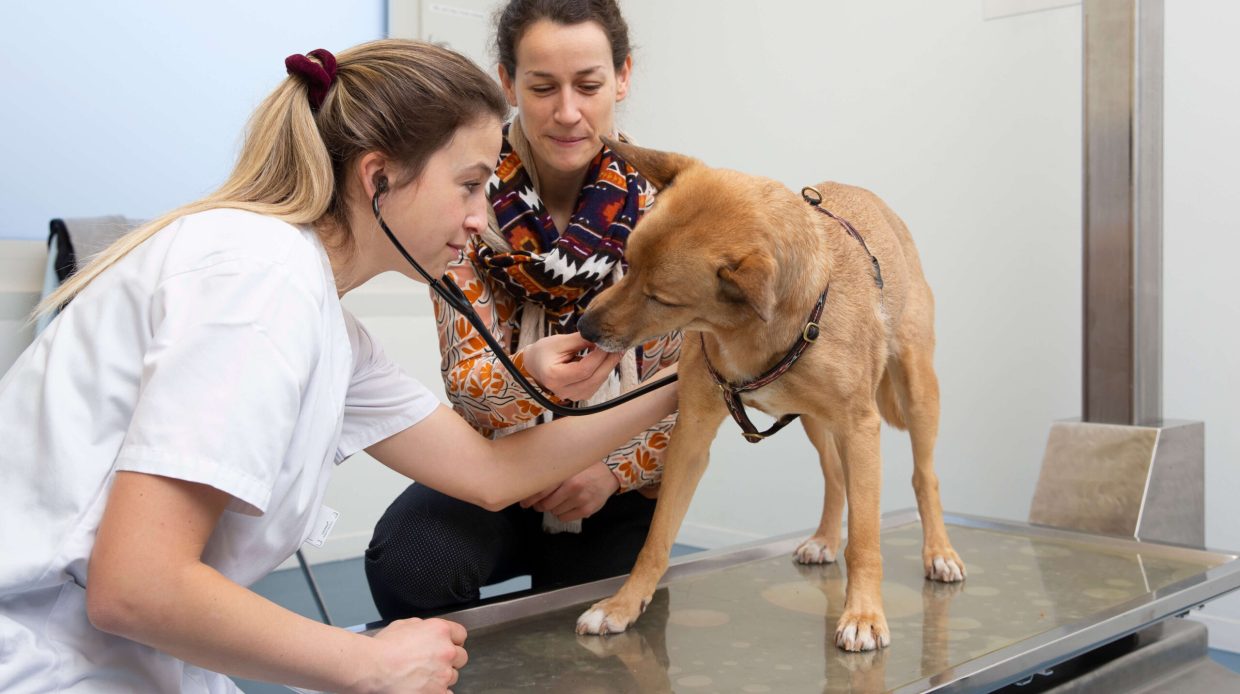 UTZ_KT_InnereMedizin_HappyVisits_Hund_2