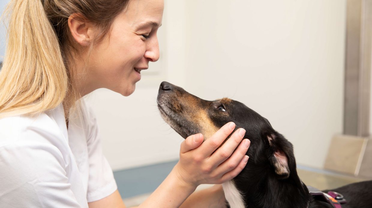 UTZ_KT_Innere_Medizin_Untersuchung_Hund