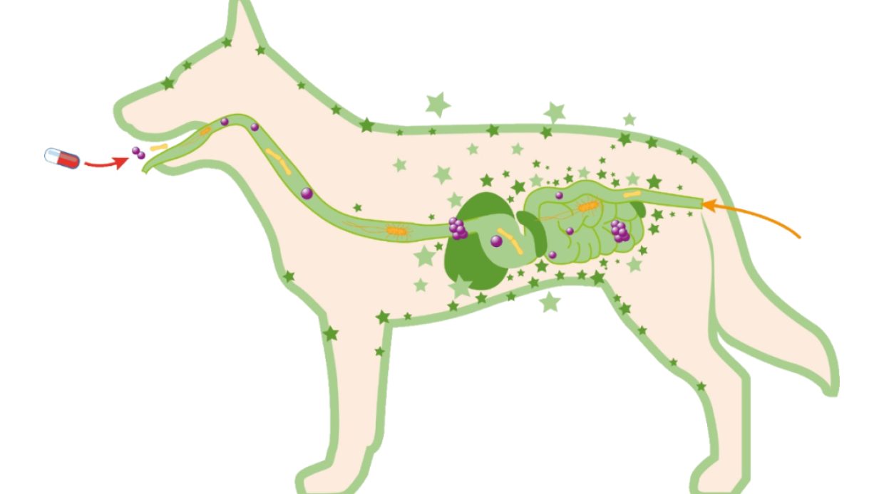 utz_kt_inneremedizin_zeichnung_hund