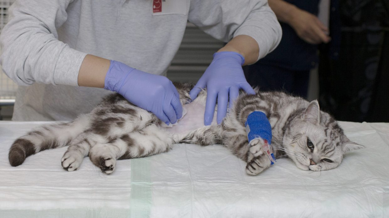 UTZ_KT_Nephrologie_Kater