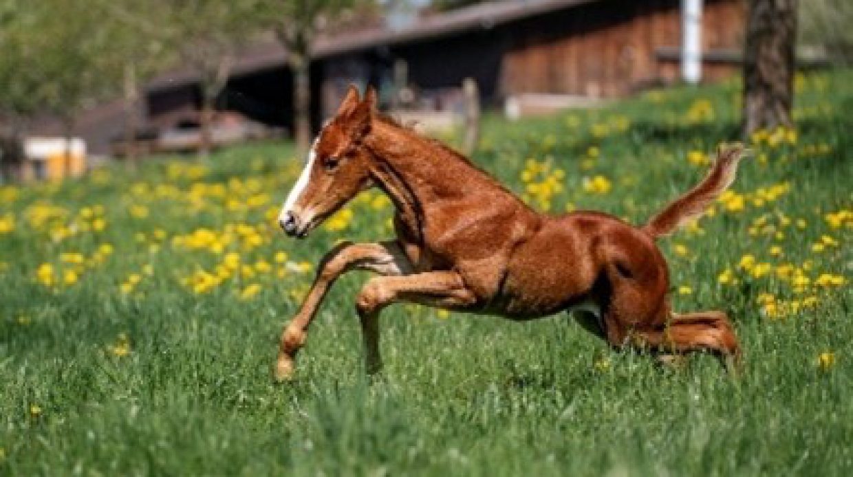 UTZ_PF_Fohlen_springt_Weide